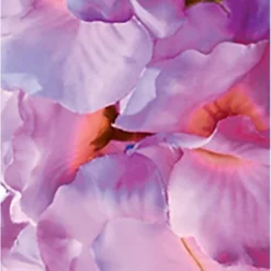 Collections Etc Set Of 3 Begonia Bushes 10 Collections Etc Set Of 3 Begonia Bushes -Home Decoration Onsale GUEST 06296145 f1a9 4498 b165 2f9087510dd9