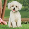 Collections Etc Realistic Bichon Frisé Outdoor Garden Stake -Home Decoration Onsale GUEST 1221dd73 6e49 4125 8c18 cc5dfcf4cd99