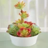 Collections Etc Faux Succulent Arrangement With White Pot Centerpiece 7 X 7 X 8 -Home Decoration Onsale GUEST 153651fd 23b9 4aa3 804f 7b839e8c7088