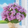 Collections Etc Set Of 3 Begonia Bushes 1 Collections Etc Set Of 3 Begonia Bushes -Home Decoration Onsale GUEST 17a0306a 8270 4164 95cb 39f9f632445e