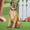 Collections Etc Realistic Great Dane Outdoor Garden Stake -Home Decoration Onsale GUEST 2a17ed64 7739 4ef7 8f84 6dfb75687f11