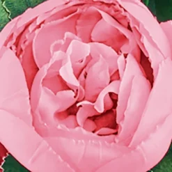 Home Decoration Onsale -Home Decoration Onsale GUEST 3acffeb5 3eef 4285 ae59 5e2791070754