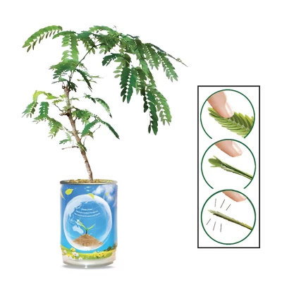 Collections Etc Touchy Mutchy Plant Planter Can Growing Kit 2.5 X 2.5 X 3.75 3 Collections Etc Touchy Mutchy Plant Planter Can Growing Kit 2.5 X 2.5 X 3.75