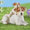 Collections Etc Jack Russell Terrier Mother And Pup Resin Garden Statue -Home Decoration Onsale GUEST 5fd7168b 3423 4071 a0eb 5e3d6a4cdd3f