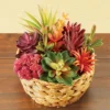 Collections Etc Colorful Artificial Succulent Arrangement 7.5 X 7.5 X 8.5 2 Collections Etc Colorful Artificial Succulent Arrangement 7.5 X 7.5 X 8.5 -Home Decoration Onsale GUEST 91eb1023 a8b7 406b 994e d187a671eb58