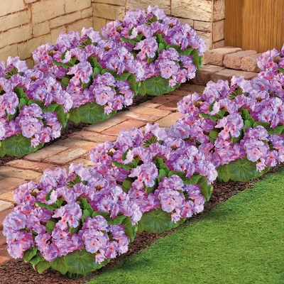 Collections Etc Set Of 3 Begonia Bushes 4 Collections Etc Set Of 3 Begonia Bushes - Image 2