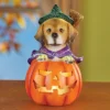 Collections Etc LED Lighted Jack-O'-Lantern Witch Dog Halloween Decoration 3.75 X 3.75 X 6.25 -Home Decoration Onsale GUEST a108344e 8ec4 4bdd 9b4b ee487b8e0bf0