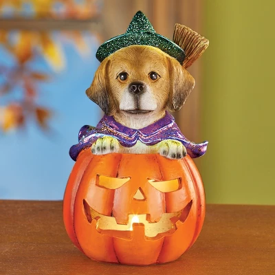 Collections Etc LED Lighted Jack-O'-Lantern Witch Dog Halloween Decoration 3.75 X 3.75 X 6.25 3 Collections Etc LED Lighted Jack-O'-Lantern Witch Dog Halloween Decoration 3.75 X 3.75 X 6.25