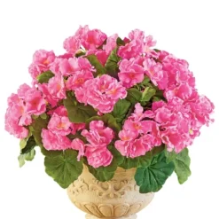 Collections Etc Set Of 3 Begonia Bushes 12 Collections Etc Set Of 3 Begonia Bushes -Home Decoration Onsale GUEST a5132f5b f498 4634 ad3f 72d1e34b6323