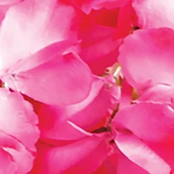 Collections Etc Cascading Wisteria Bushes - Set Of 2 -Home Decoration Onsale GUEST b4ce8dc7 8d31 4759 8848 ccc02dde94a4