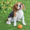 Collections Etc Hand-Painted Happy Beagle Garden Statue White -Home Decoration Onsale GUEST d41266fa aee9 4c2f 9756 d029b405c901