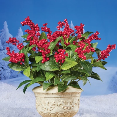 Collections Etc Artificial Red Berry Bushes - Set Of 3 Bushes 10 X 10 X 17 3 Collections Etc Artificial Red Berry Bushes - Set Of 3 Bushes 10 X 10 X 17