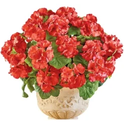 Collections Etc Set Of 3 Begonia Bushes 13 Collections Etc Set Of 3 Begonia Bushes -Home Decoration Onsale GUEST fc8c72d6 fa58 4f96 af02 6399b7a4317e